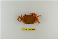 藏品(拉氏清溪蟹)的圖片